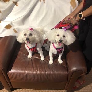 Meet your Posher, Russ